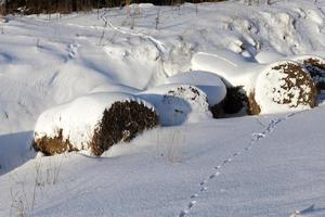 tiefe Verwehungen von weichem Schnee in der Wintersaison foto