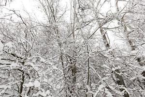 Winterpark mit Bäumen ohne Laub foto