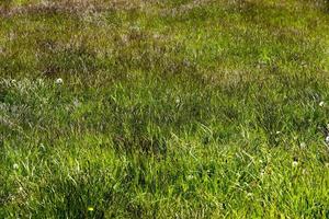 grünes gras, das auf dem feld wächst foto