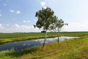 Birken mit grünem Laub, die im Sommer wachsen foto