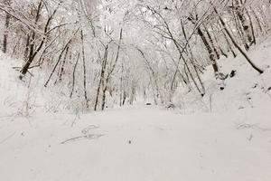 kahle Laubbäume im Schnee im Winter foto