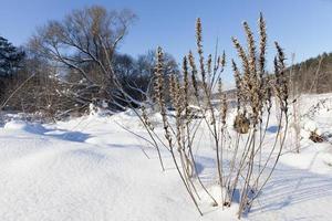 schnee- und eisbedecktes Gras foto