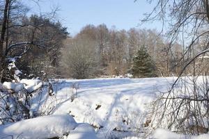 schnee- und eisbedeckte Bäume foto