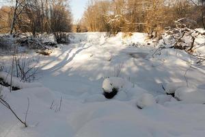 mit Schnee und Frost bedeckte Pflanzen foto