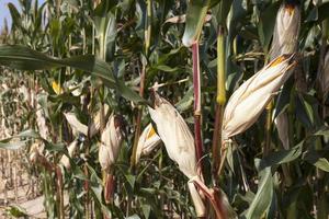 ein landwirtschaftliches Feld, auf dem Mais zur Fütterung geerntet wird foto