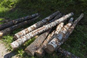 Holz mit Rinde und Schäden foto