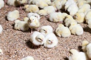 Hühnerküken auf einer Geflügelfarm, Nahaufnahme foto