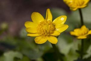 schöne gelbe blumen im garten foto