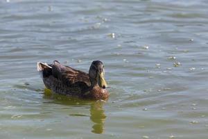 Wasservögel Wildvögel Enten in freier Wildbahn foto