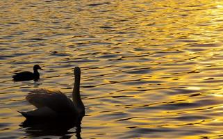 Frühling am See mit einem einsamen Schwan foto