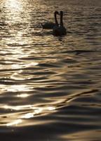 ein Schwanenpaar, das bei Sonnenuntergang schwimmt foto