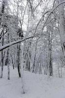 eine große Anzahl von kahlen Laubbäumen in der Wintersaison foto