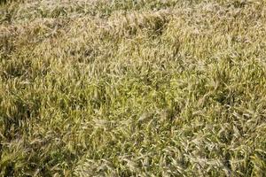 Reifung von Roggen in einem landwirtschaftlichen Bereich foto