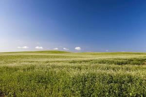 ein landwirtschaftliches Feld, auf dem Getreide angebaut wird foto