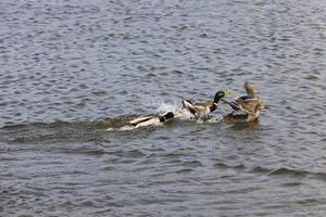 schöne Wasservogelenten im Frühling oder Sommer foto