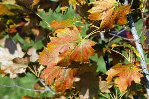 Ahornlaub im Herbstlaubfall foto