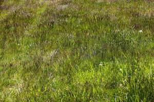 grünes gras, das auf dem feld wächst foto