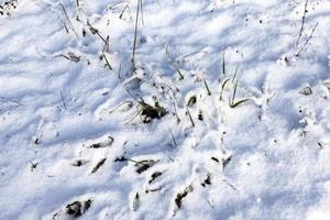 Gras und Schnee im Winter foto