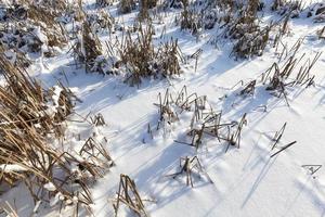 Bedeckter Boden und Gras mit einer dicken Schneeschicht nach einem Zyklon foto