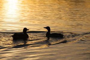 Wildenten, die auf dem See schwimmen foto