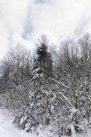 Nadel- und Laubbäume ohne Laub im Winter foto