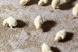 Hühnerküken mit weißem Fleisch auf einer Geflügelfarm foto