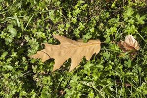 wechselnde Farbe Eiche in der Herbstsaison foto