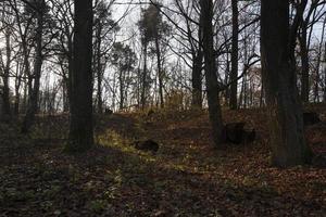 düsterer Herbstwald foto