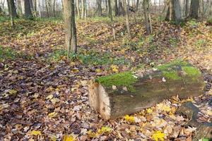 alter Wald in der Herbstsaison foto