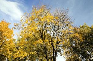 frühes Herbstlaub des Herbstes foto