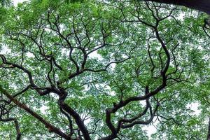 großer Baum im Tempel foto