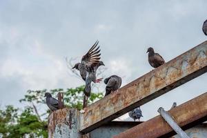 Taube, die in den Himmel fliegt foto