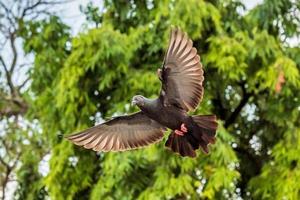 Taube fliegt über das Feld foto