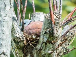 Rote Turteltaube, Rothalstaube, die Eier in ihrem Nest auf dem Baum ausbrütet foto