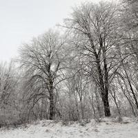 Fotografierter Winterwald foto