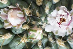 weiße Kaktusblüten foto