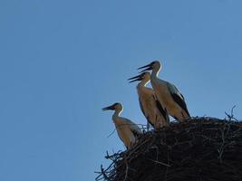 Drei Weißstörche im Nest auf einem Schornstein in Brandenburg. foto