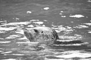 Siegelkopf in Schwarz und Weiß, der aus dem Wasser schaut. Nahaufnahme des Säugetiers. foto