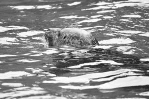 Siegel in Schwarz und Weiß, schwimmend im Wasser. Nahaufnahme des Säugetiers. gefährdet foto