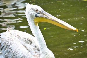 Pelikan im Wasser schwimmen. weißes Gefieder, großer Schnabel, bei einem großen Meeresvogel foto