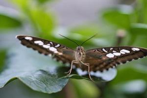 exotischer schmetterling auf einem blatt. zarter und bunter Schmetterling. foto