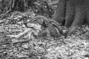 Mongolischer Wolf in einem Laubwald, Nahaufnahme in Schwarz und Weiß. foto