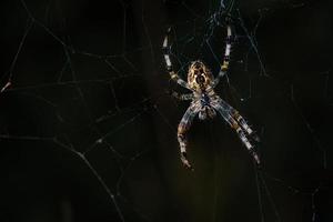 Kreuzspinne im Netz. der Jäger lauert auf seine Beute foto