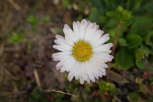 Gänseblümchen auf einer Wiese. weiße rosa Blumen auf der grünen Wiese. Blumen Foto