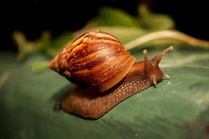 Gleitschnecke in der Natur mit braunen Streifen foto