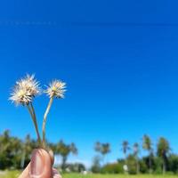 Hände und Blumen foto