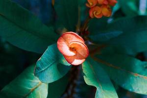 schönes rotes euphorbienblumen-naturhintergrund-prämienfoto foto