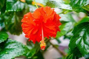 schöne rote Blume Hibiscus Hawaii am sonnigen Tag Natur Hintergrund Premium-Foto foto