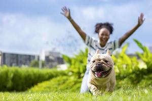 afroamerikanerin spielt mit ihrem französischen bulldoggenwelpen, während sie im hundepark auf dem rasen spazieren geht, nachdem sie im sommer morgens trainiert hat foto