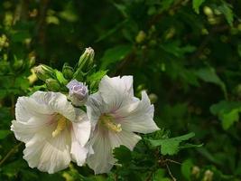 Weiße Hibiskusblüten mit schönen Blütenblättern, auf einem Hibiskusstrauch. Pflanze hautnah foto